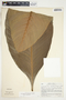 Spathiphyllum wendlandii image