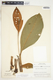 Spathiphyllum wendlandii image