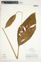 Spathiphyllum wendlandii image