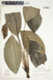 Spathiphyllum wendlandii image
