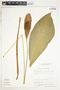 Spathiphyllum wendlandii image