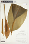 Spathiphyllum wendlandii image