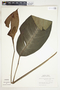 Spathiphyllum wendlandii image