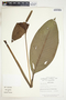 Spathiphyllum wendlandii image