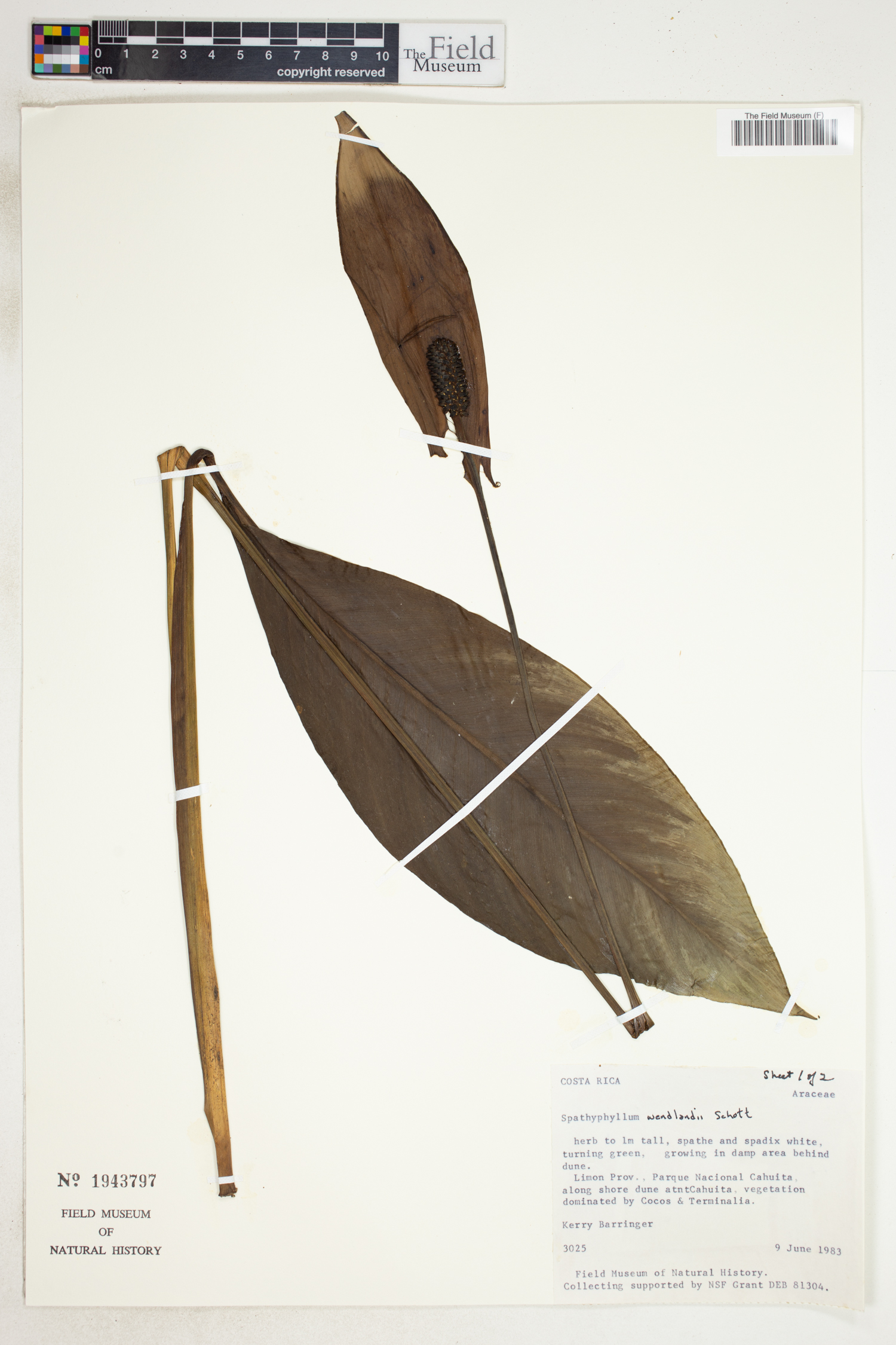 Spathiphyllum wendlandii image