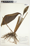 Spathiphyllum wendlandii image