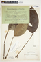 Spathiphyllum wendlandii image