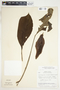 Spathiphyllum wendlandii image