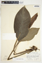 Spathiphyllum wendlandii image