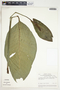 Spathiphyllum wendlandii image