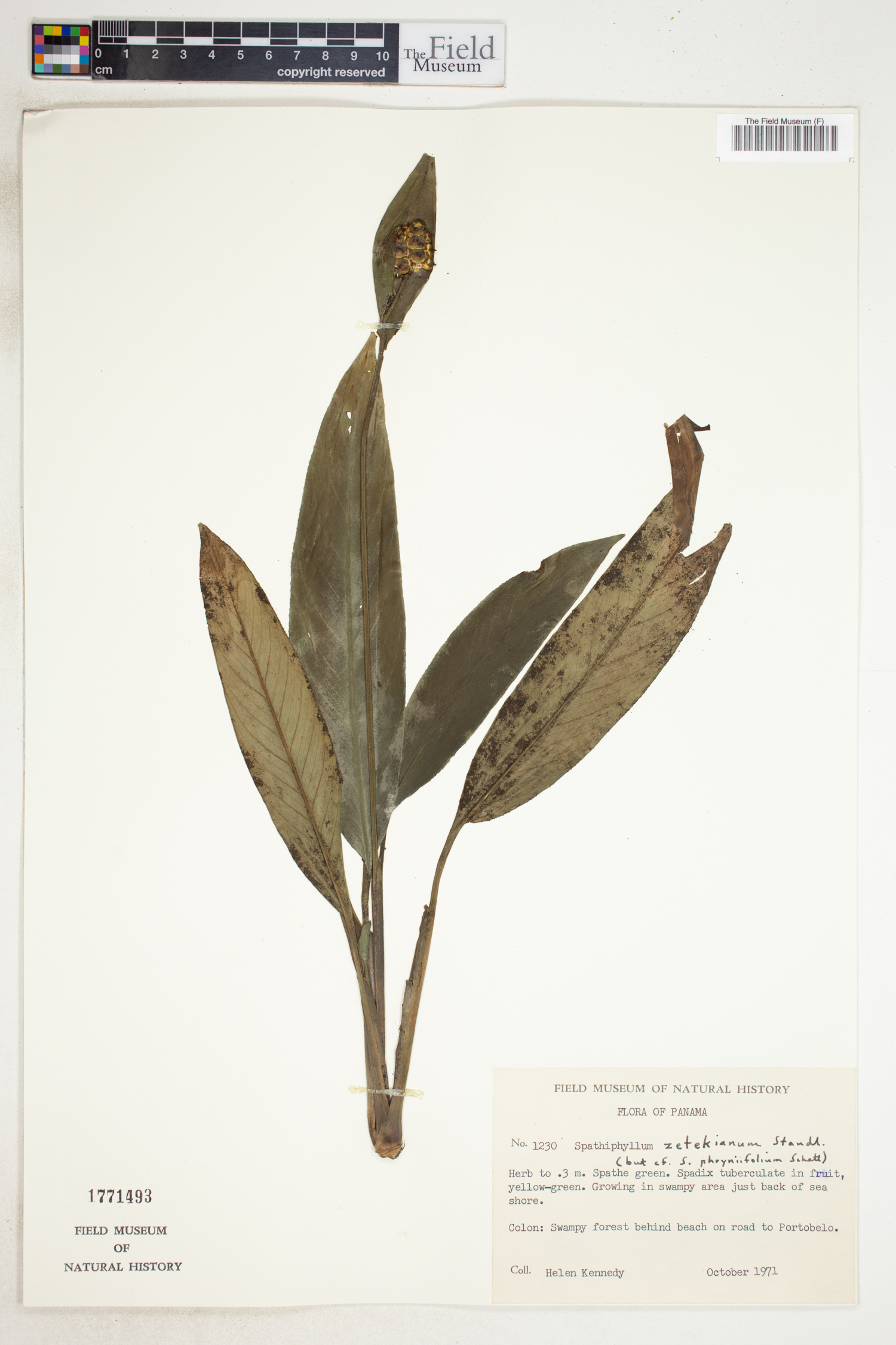 Spathiphyllum zetekianum image