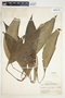 Spathiphyllum phryniifolium image