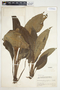 Spathiphyllum phryniifolium image