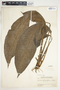 Spathiphyllum phryniifolium image