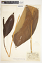 Spathiphyllum cannifolium image