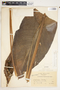 Spathiphyllum matudae image