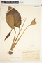 Spathiphyllum matudae image