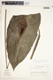 Spathiphyllum matudae image
