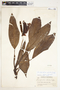 Stenospermation robustum image