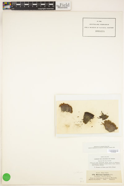 Scopelophila ligulata image