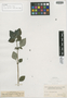 Pilea rhombifolia image