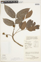 Crepidospermum rhoifolium image