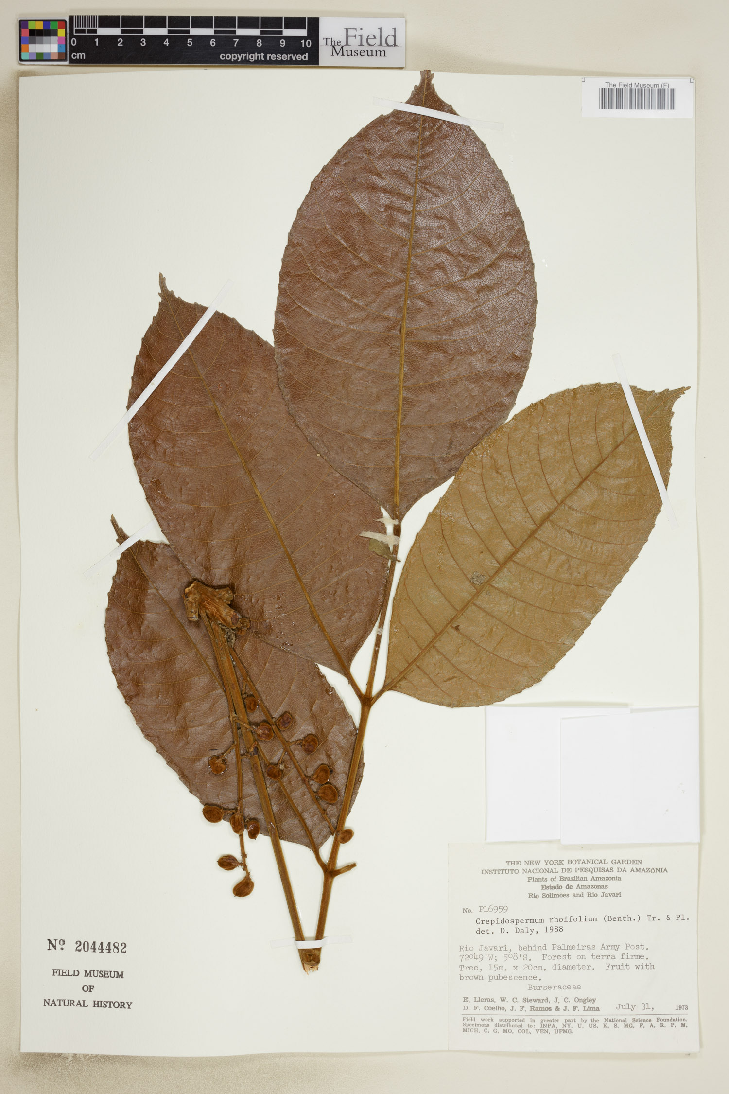 Crepidospermum rhoifolium image