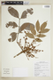 Crepidospermum rhoifolium image