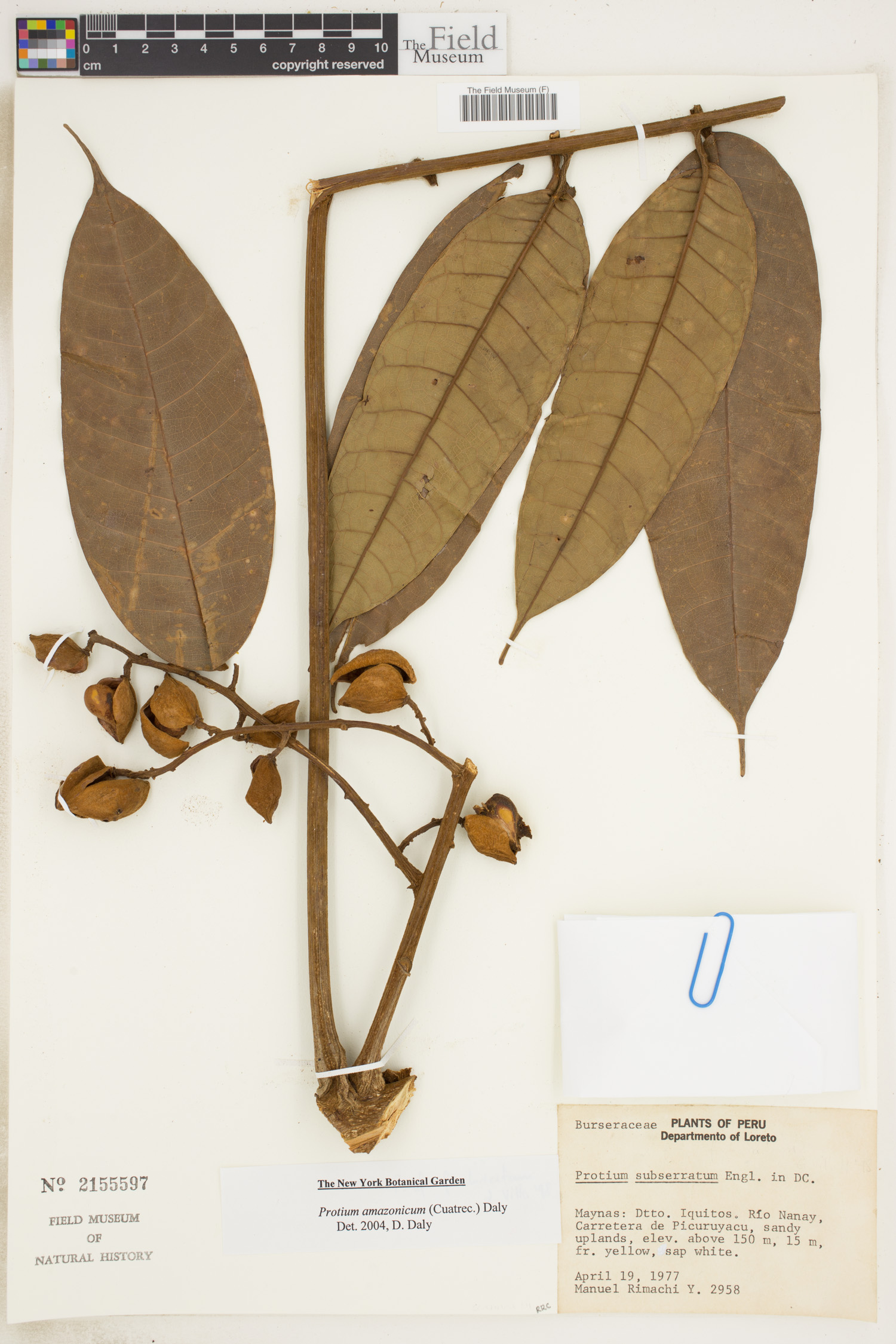 Protium amazonicum image
