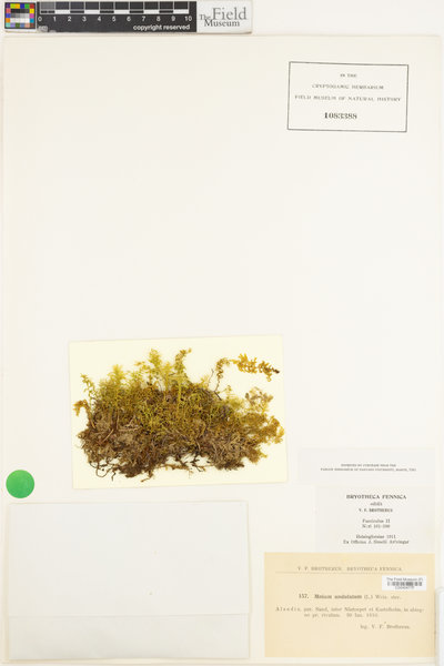 Plagiomnium undulatum image