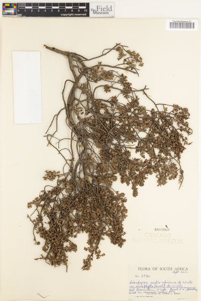 Diospyros pubescens var. microphylla image