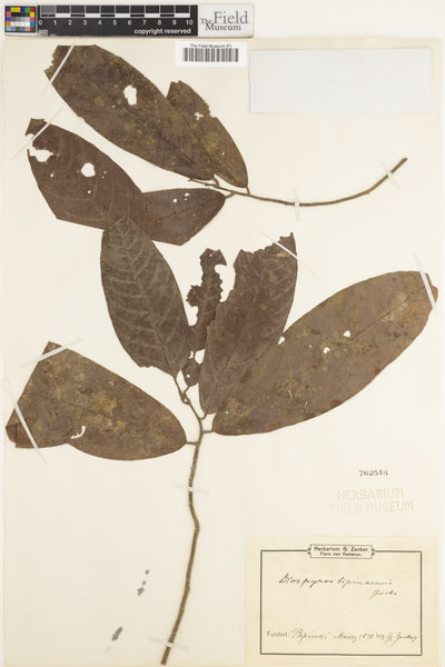 Diospyros bipindensis image