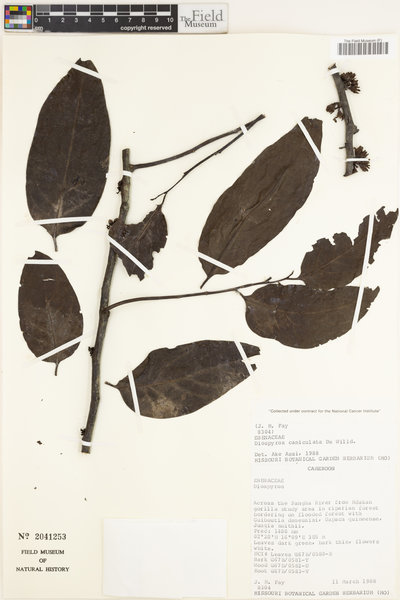 Diospyros canaliculata image