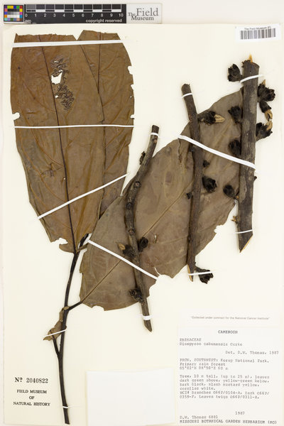 Diospyros gabunensis image