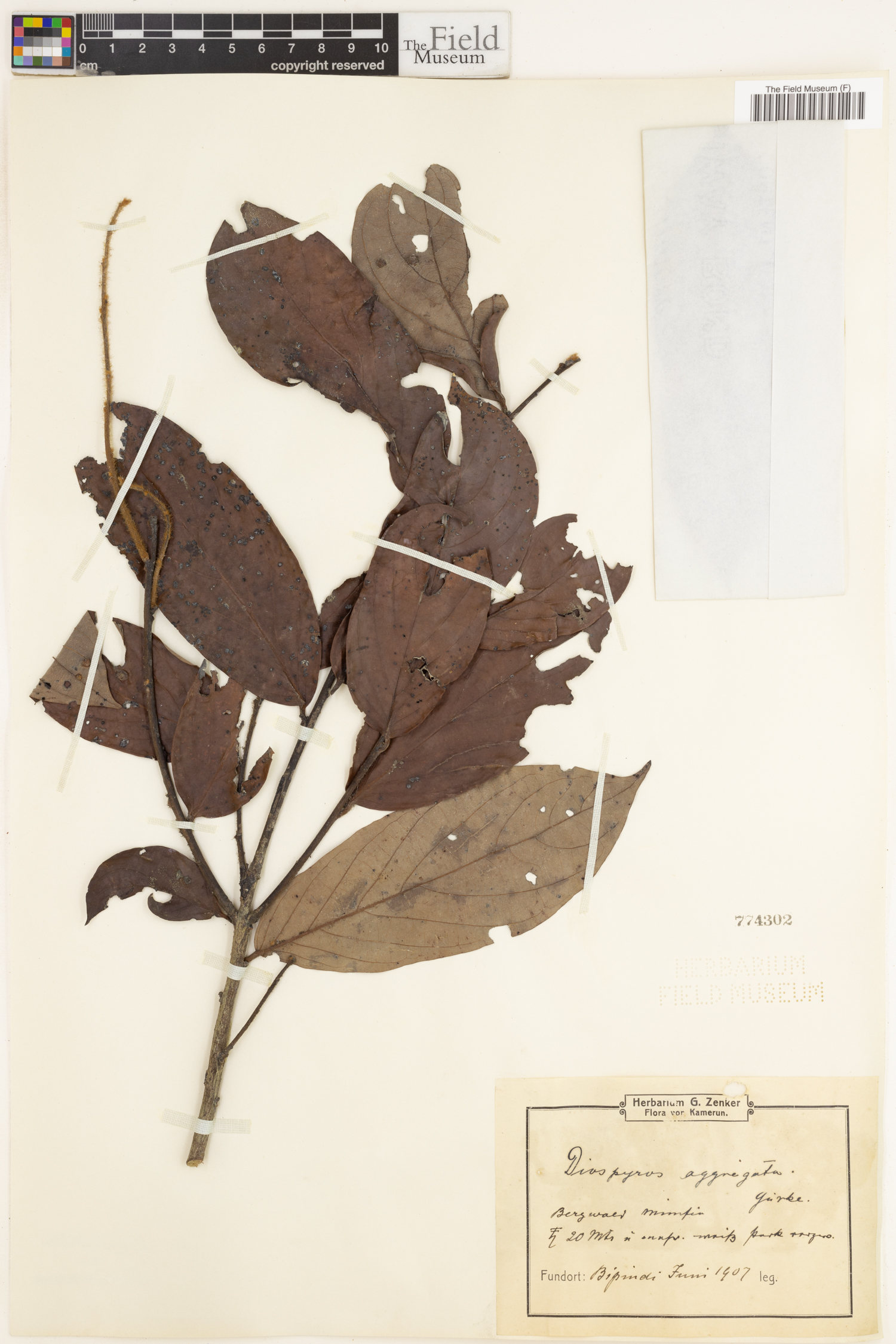 Diospyros mannii image
