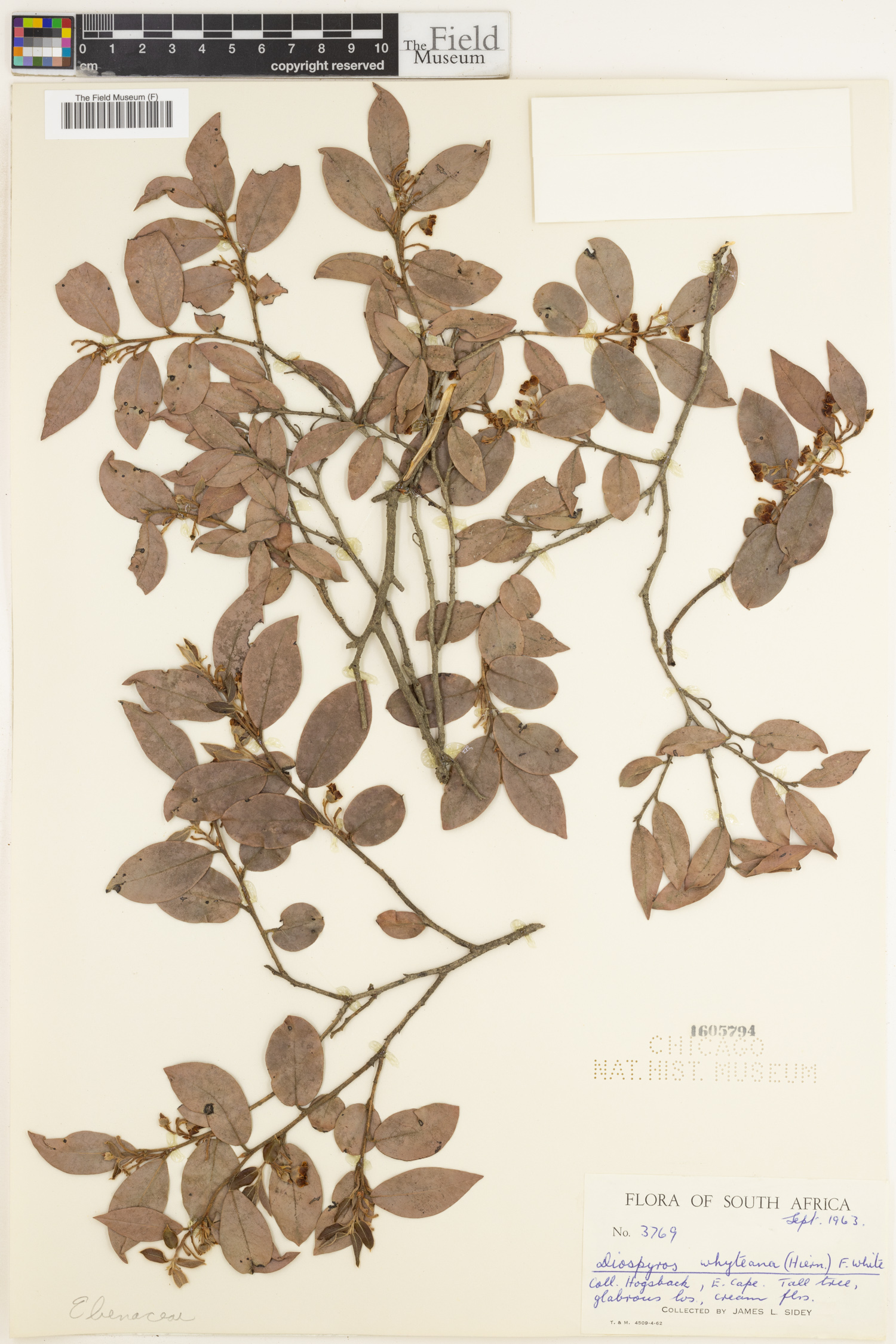 Diospyros whitei image