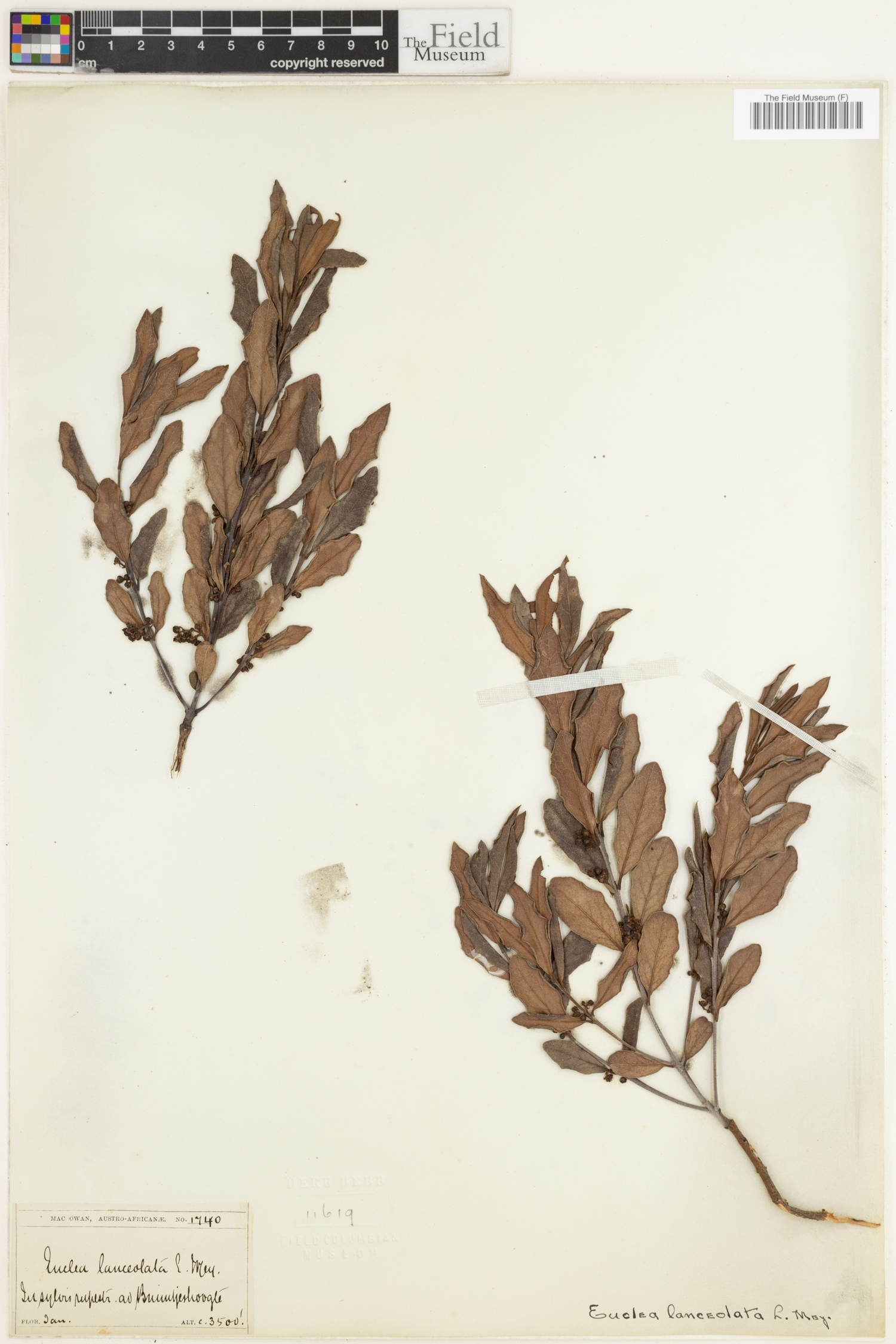 Euclea crispa subsp. crispa image