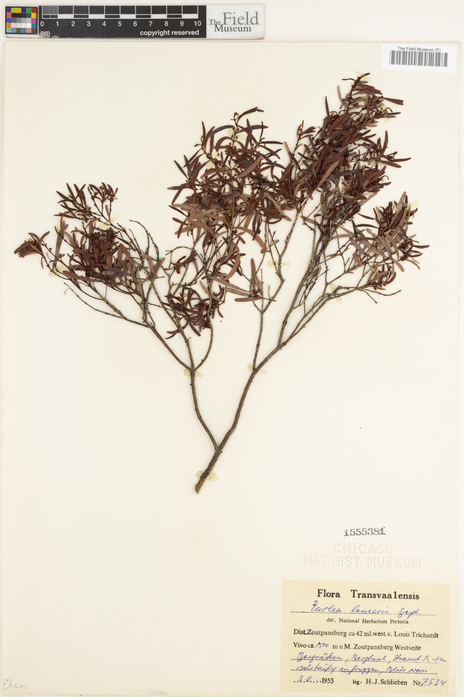 Euclea crispa subsp. linearis image
