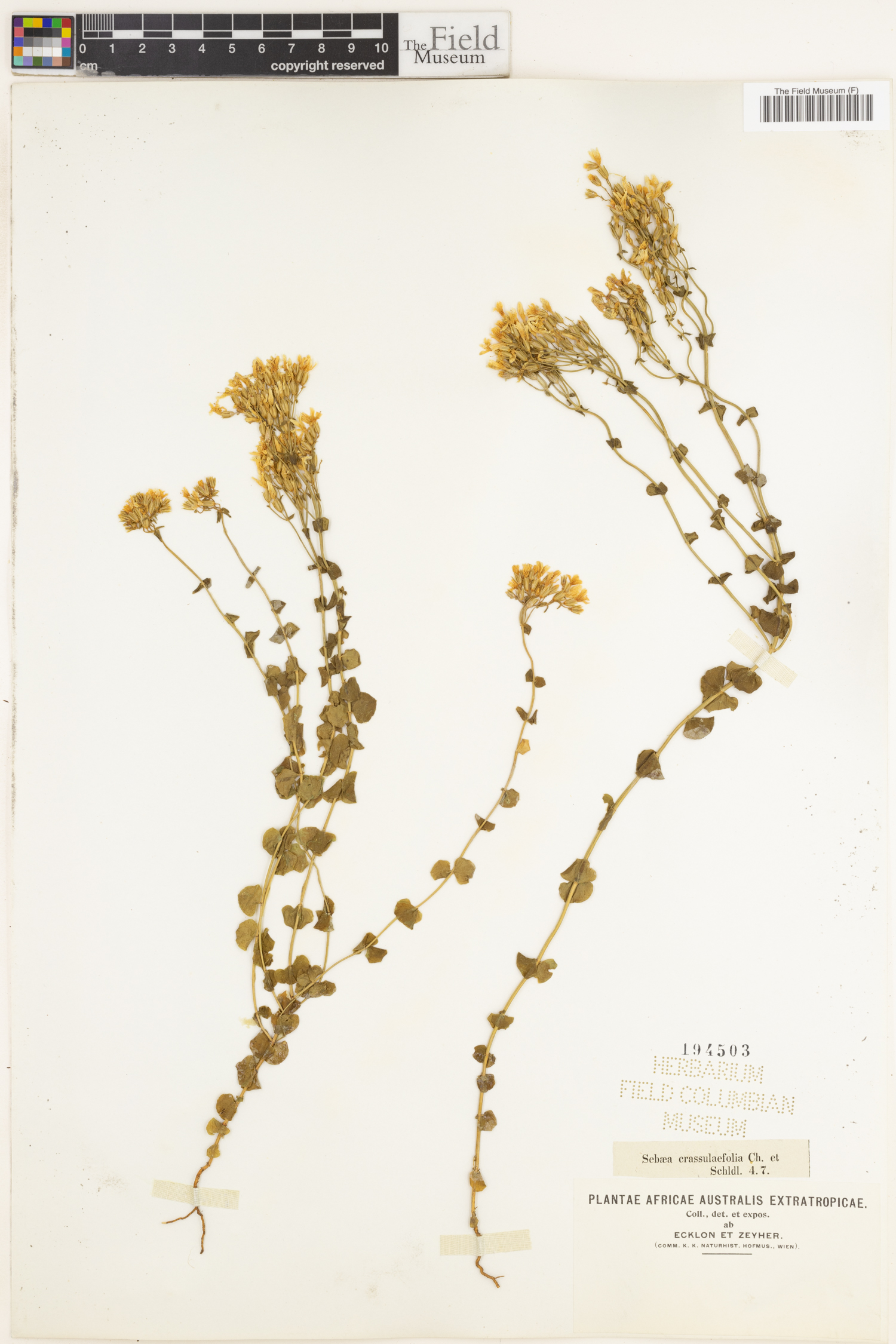 Sebaea crassulifolia image