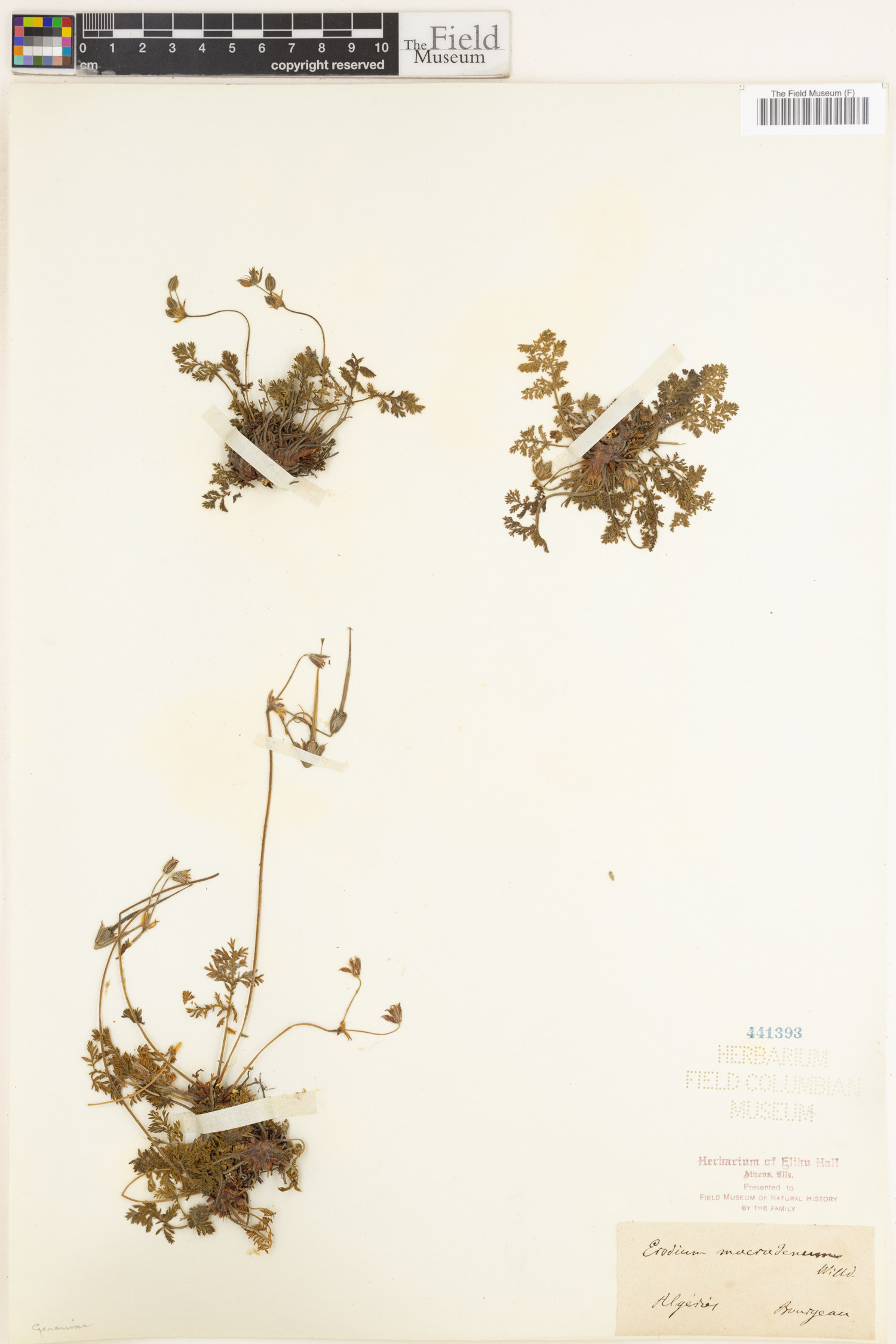 Erodium macradenum image