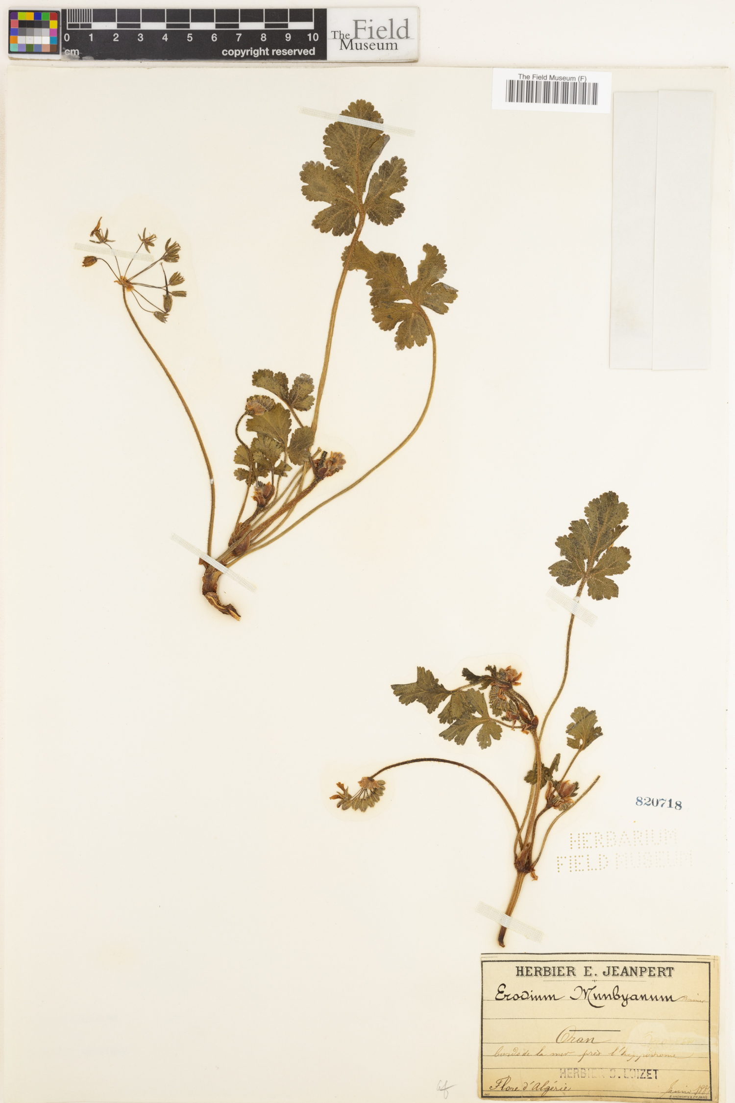 Erodium munbyanum image