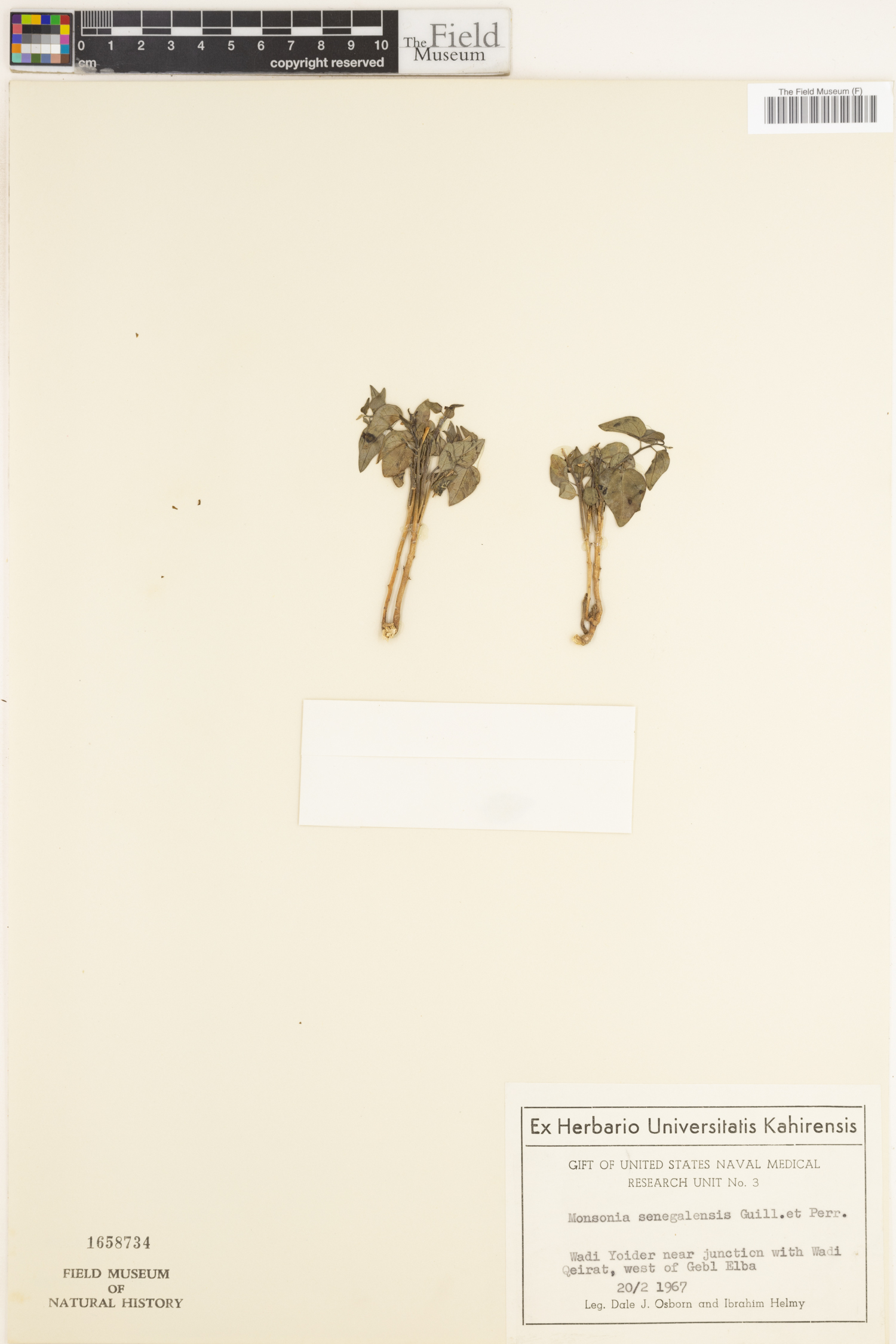 Monsonia senegalensis image