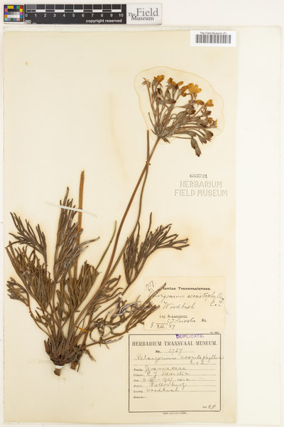 Pelargonium luridum image