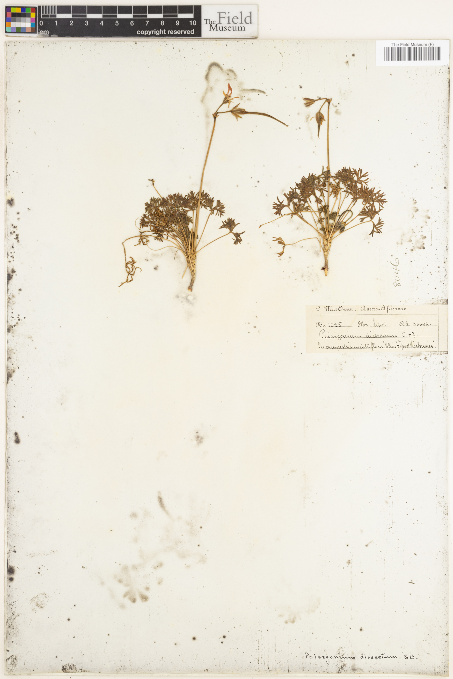 Pelargonium aridum image