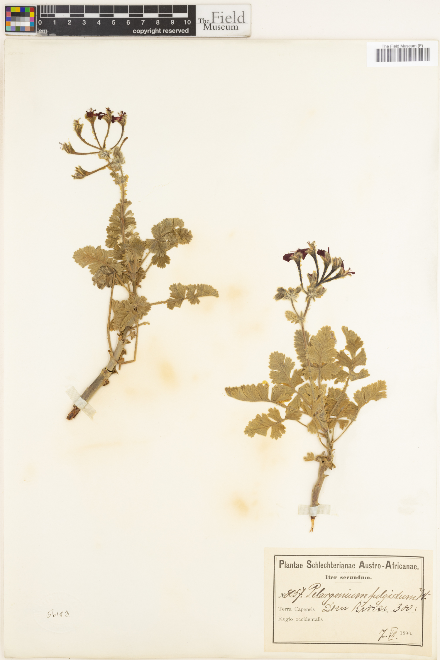 Pelargonium fulgidum image