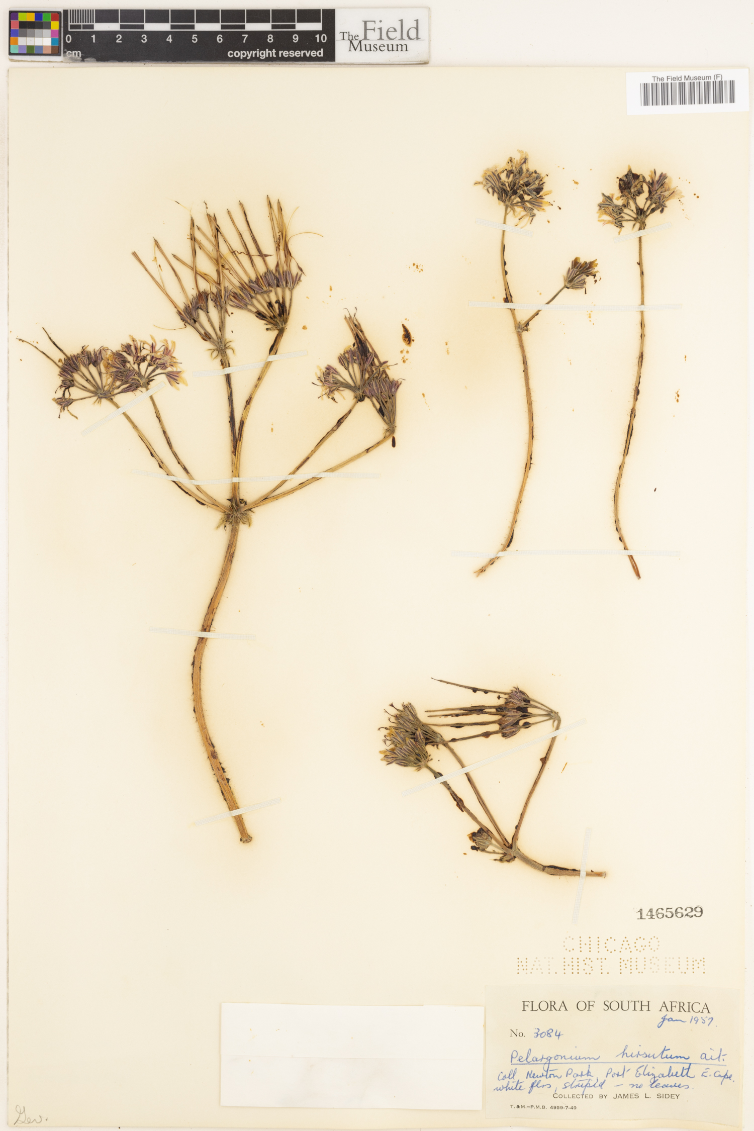 Pelargonium auritum image