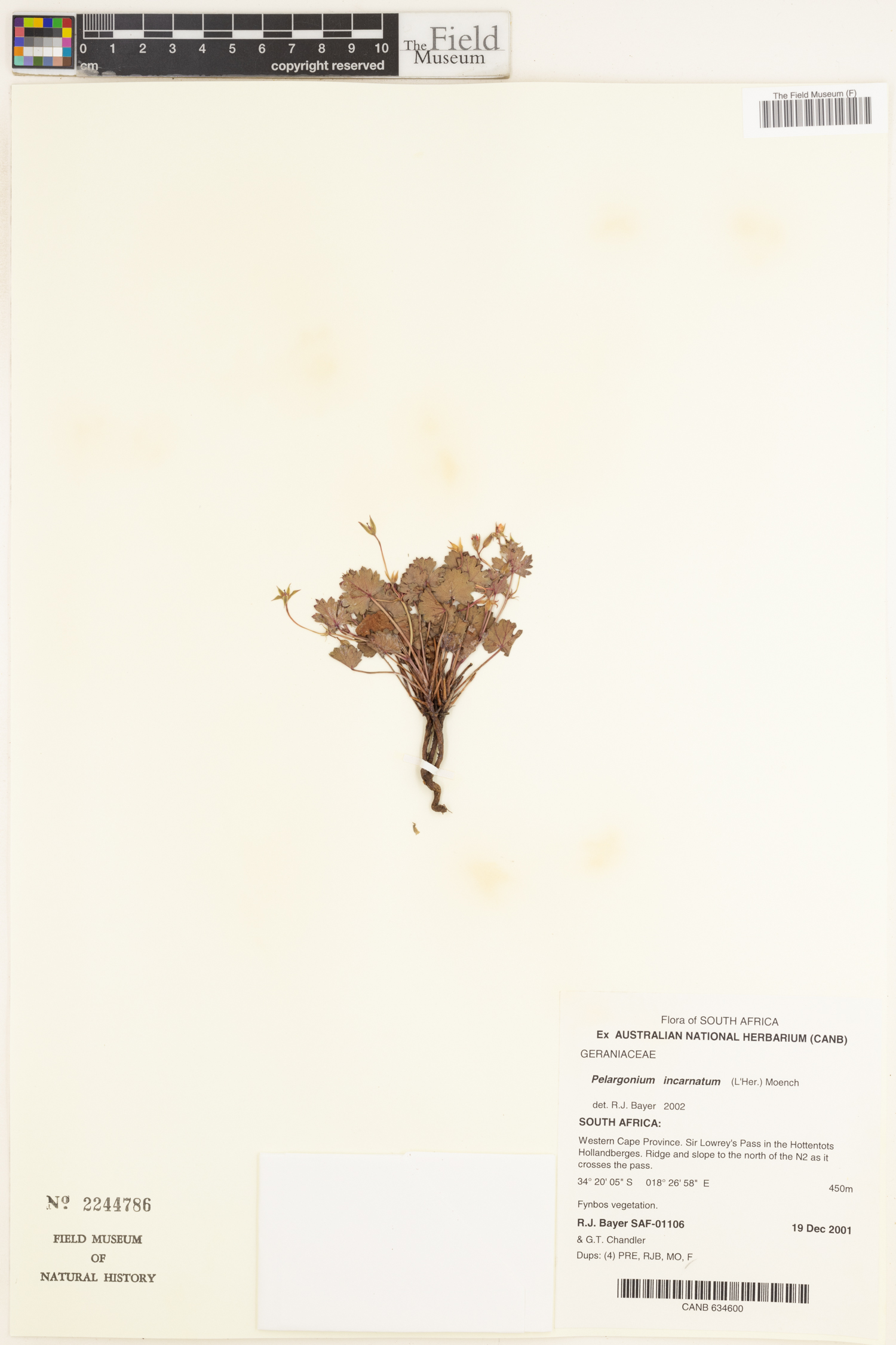 Pelargonium incarnatum image