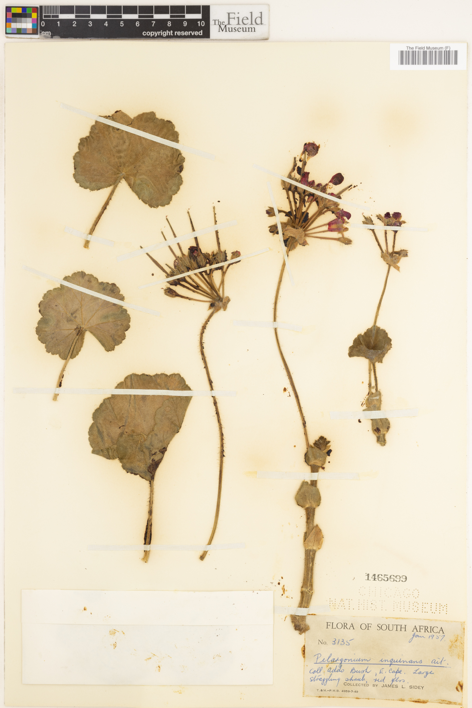 Pelargonium inquinans image