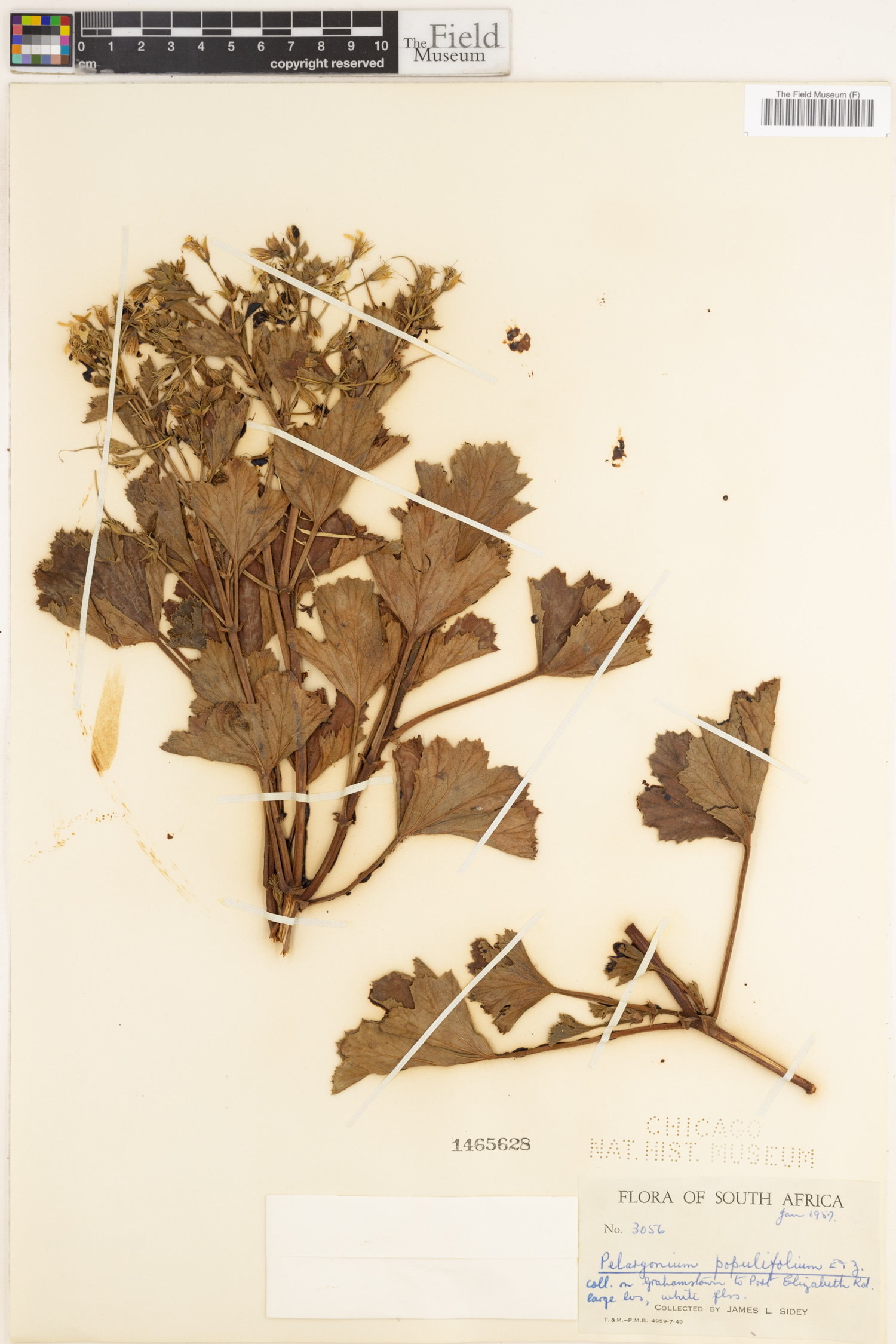 Pelargonium ribifolium image