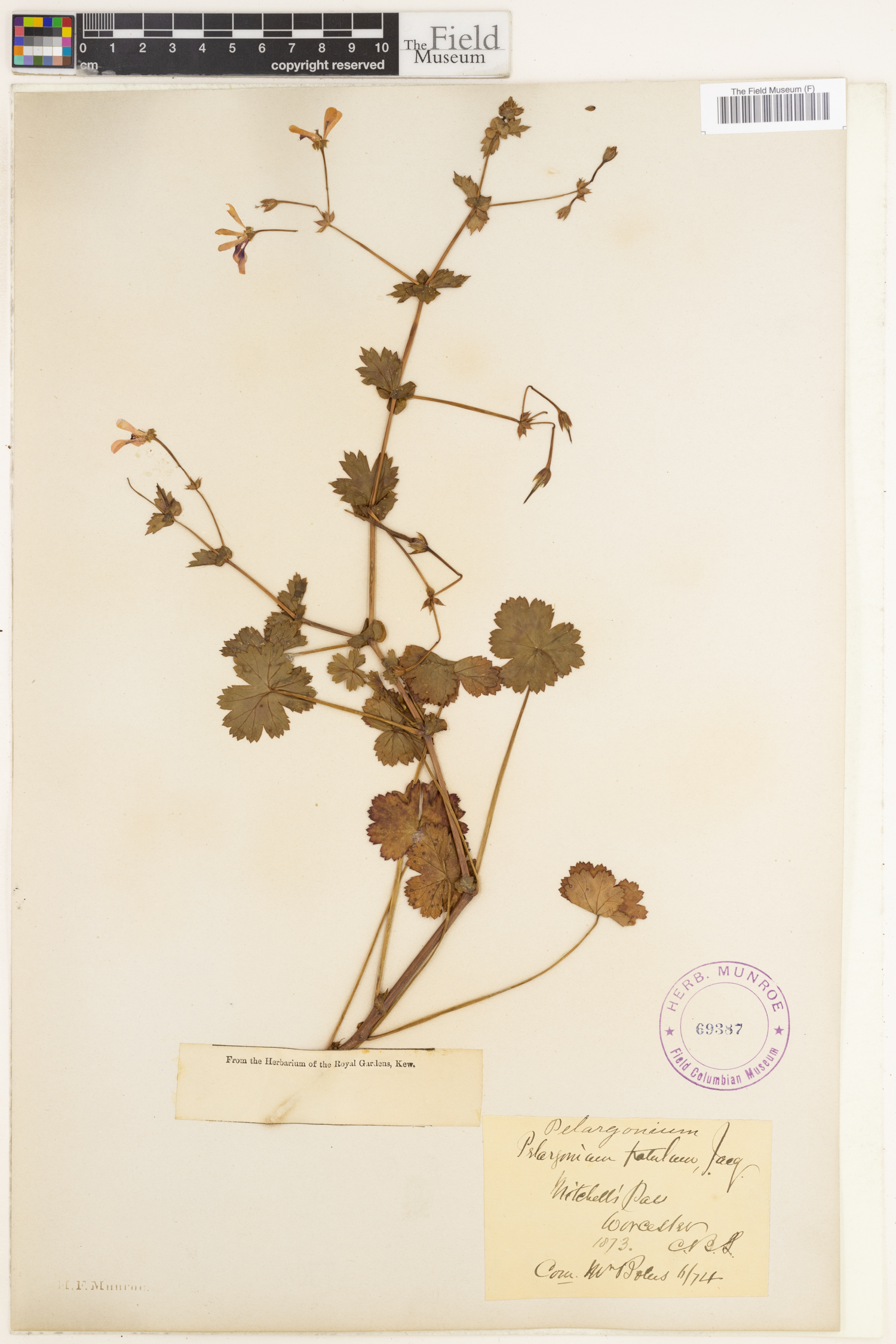 Pelargonium patulum image